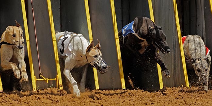 GBGB ปฏิเสธการห้ามการแข่งขัน Greyhound ของ รัฐมนตรีเวลส์